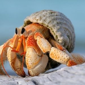 Meet your Posher, Maddy